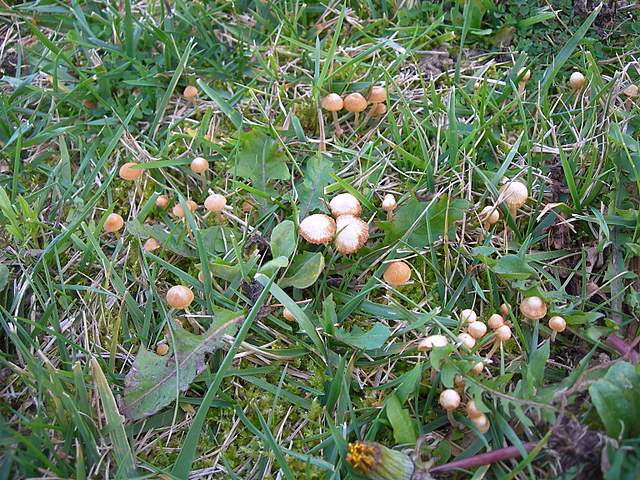 Le Galerine del bosco alluvionale